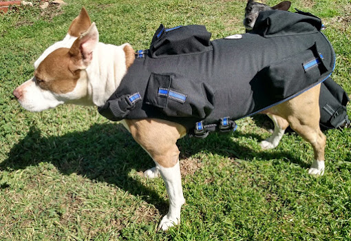 weighted dog vest