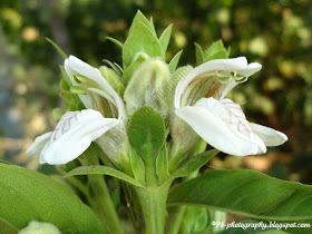 Adhatoda Vasica Flower