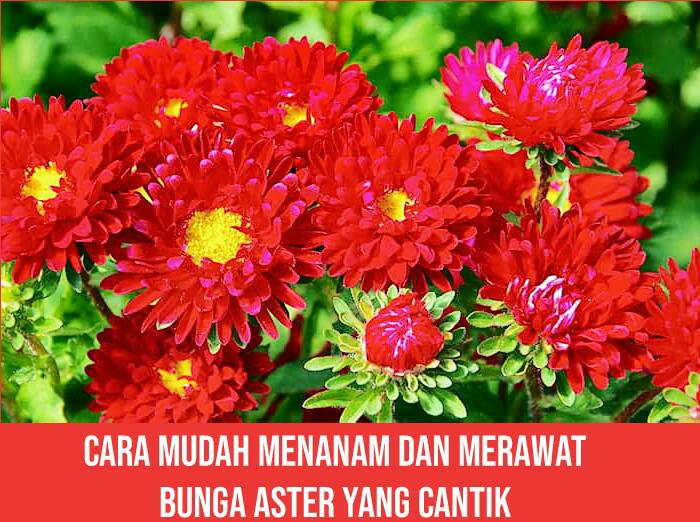 Cara Mudah Menanam dan Merawat Bunga  Aster  yang Cantik