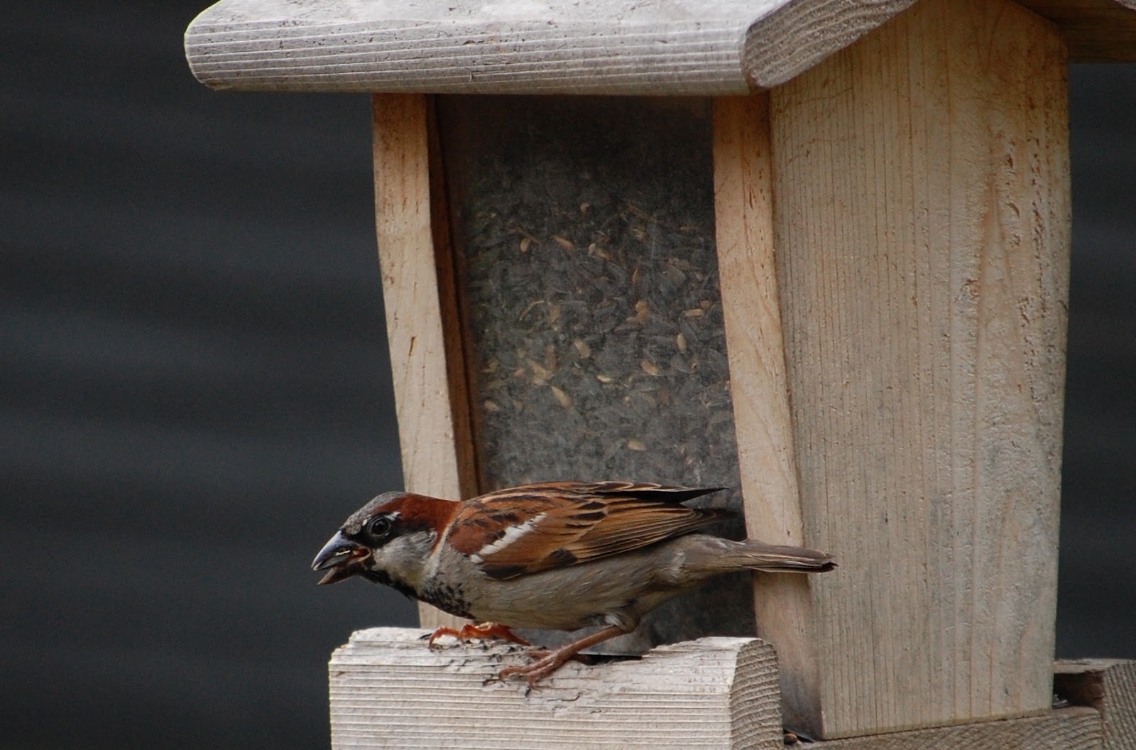 english house sparrow considered a pest more resources birding with 