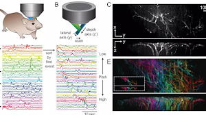 SE PUEDEN CREAR PELÍCULAS CON LOS REGISTROS DE LA ACTIVIDAD NEURONAL