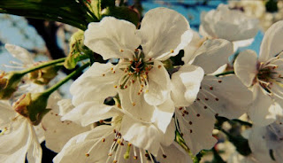 Gambar bunga sakura