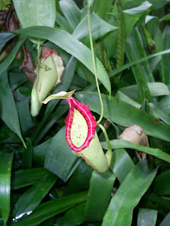 nepenthes