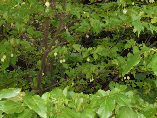 エゴノキの木の実