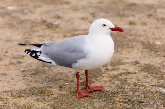 gull wallpaper,gull images;gull photo,gull picture,beautiful gull,cute gull,Pacific Gull, Larus pacificus, Belcher's Gull, Larus belcheri, Olrog's Gull, Larus atlanticus Black-tailed Gull, Larus crassirostris ,Heermann's Gull, Larus heermanni,Common Gull or Mew Gull, Larus canus,Ring-billed Gull, Larus delawarensis,California Gull, Larus californicusGreat Black-backed Gull, Larus marinus,Kelp Gull, Larus dominicanus, (called "Southern Black-backed Gull" or "Karoro" in New Zealand),Cape Gull, Larus dominicanus vetula,Glaucous-winged Gull, Larus glaucescens,Western Gull, Larus occidentalis,Yellow-footed Gull, Larus livens,Glaucous Gull, Larus hyperboreus,Iceland Gull, Larus glaucoides,Kumlien's Gull, Larus glaucoides kumlieni Thayer's Gull, Larus thayeri,European Herring Gull, Larus argentatus,Heuglin's Gull, Larus heuglini,American Herring Gull,Larus smithsonianus,Yellow-legged Gull,Larus michahellis,Caspian Gull, Larus cachinnans,East Siberian Herring Gull, Larus vegae,Armenian Gull,Larus armenicus,Slaty-backed Gull,Larus schistisagus,Lesser Black-backed Gull,Larus fuscus,White-eyed Gull,Ichthyaetus leucophthalmus,Sooty Gull,Ichthyaetus hemprichii,Great Black-headed Gull,Ichthyaetus ichthyaetus,Audouin's Gull, Ichthyaetus audouinii,Mediterranean Gull, Ichthyaetus melanocephalus,Relict Gull, Ichthyaetus relictus,Dolphin Gull, Leucophaeus scoresbii,Laughing Gull, Leucophaeus atricilla,Franklin's Gull, Leucophaeus pipixcan,Lava Gull, Leucophaeus fuliginosus,Gray Gull, Leucophaeus modestus,Silver Gull, Chroicocephalus novaehollandiae,Red-billed Gull, Chroicocephalus scopulinus,Hartlaub's Gull, Chroicocephalus hartlaubii,  Brown-hooded Gull, Chroicocephalus maculipennis,Gray-hooded Gull, Chroicocephalus cirrocephalus,Andean Gull, Chroicocephalus serranus,Black-billed Gull, Chroicocephalus bulleri,Brown-headed Gull, Chroicocephalus brunnicephalus,Black-headed Gull, Chroicocephalus ridibundus,Slender-billed Gull, Chroicocephalus genei,Bonaparte's Gull, Chroicocephalus philadelphia,