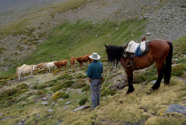 Pastoreo en Sierra Nevada