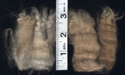 Samples from a fawn alpaca fleece.