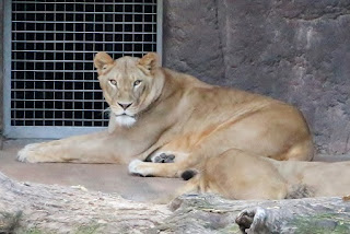 Panthera leo