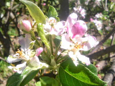 flores de manzano