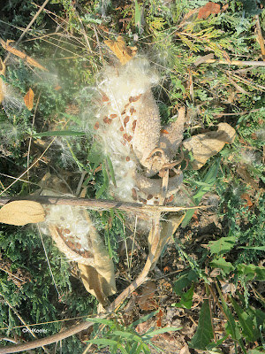 seeds,  showy milkweed, Ascleipias speciosa