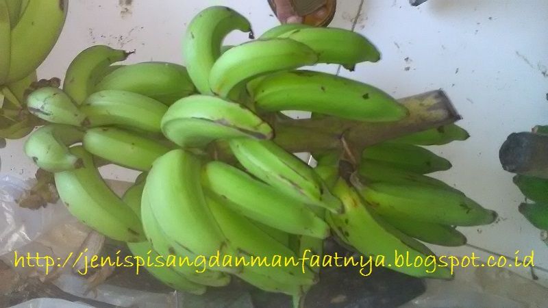 Gambar Pisang Nangka Dan Warna Pisang Raja Nangka Matang