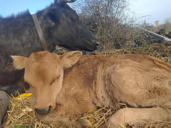 Wonderful Cow Protection Program in Bulgaria