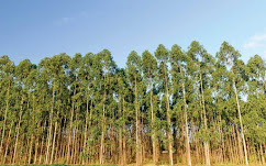 Fast growing tree species