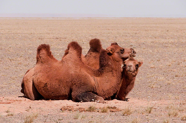 Bactrian Camel