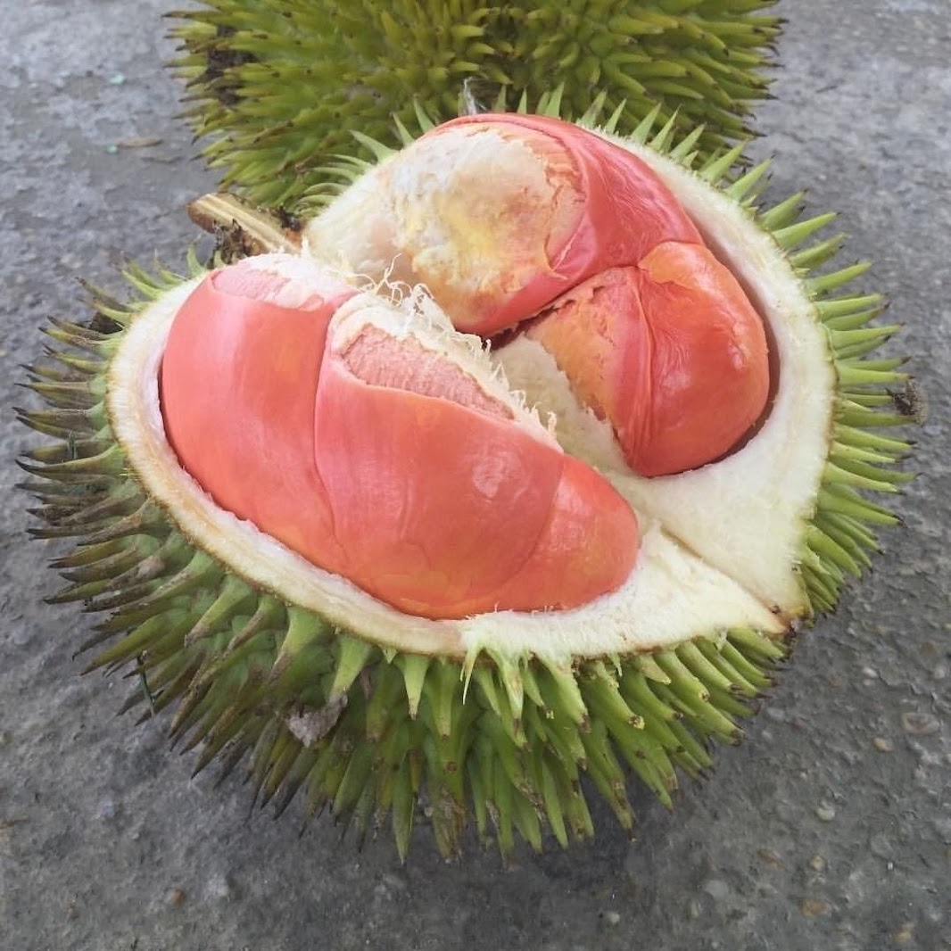 bibit buah durian merah okulasi cepat berbuah ready stok Lamasi