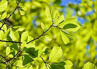 Tree leaf