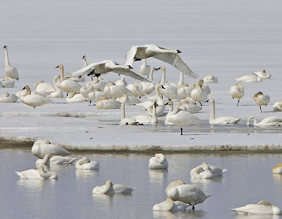 Pictures Of Tundra Swan - Free Tundra Swan pictures 