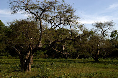 Baluran is African Indonesia