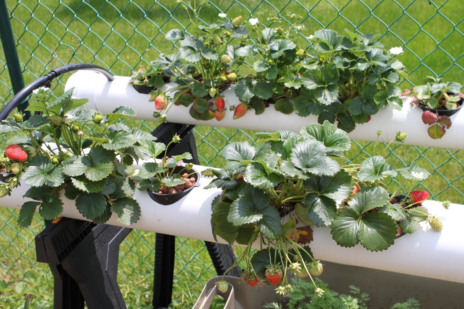 Simpson Eco Farms: Strawberry hydroponics update ☺ + ⪻ greenhouse ...