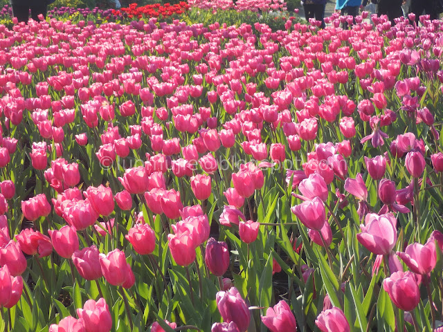 Zhongshe flower market taichung tulips