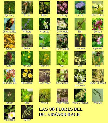 remedios florales del doctor bach