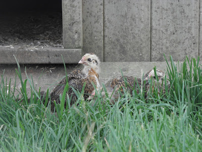 Newly hatched chicks at Flyte so Fancy