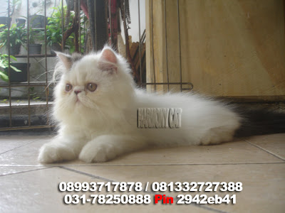 Hamster Dan Kucing Persia Murah Surabaya: DI JUAL KUCING 