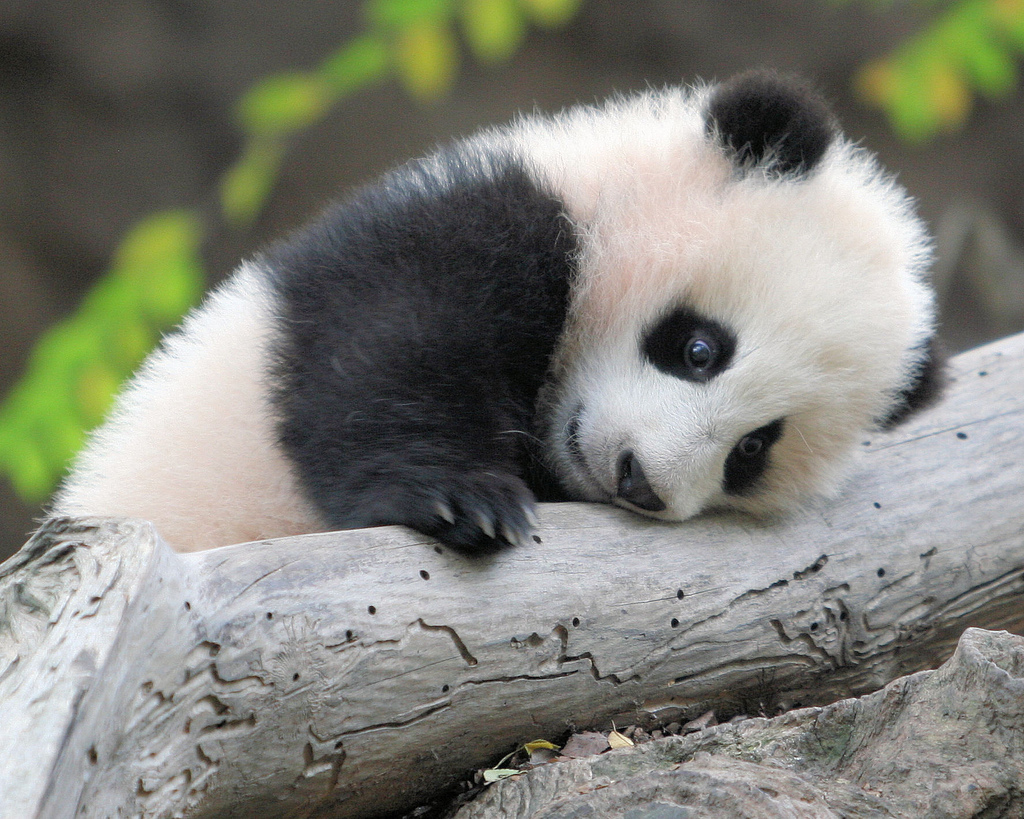 Kopi Hangat Foto Anak Panda Lucu