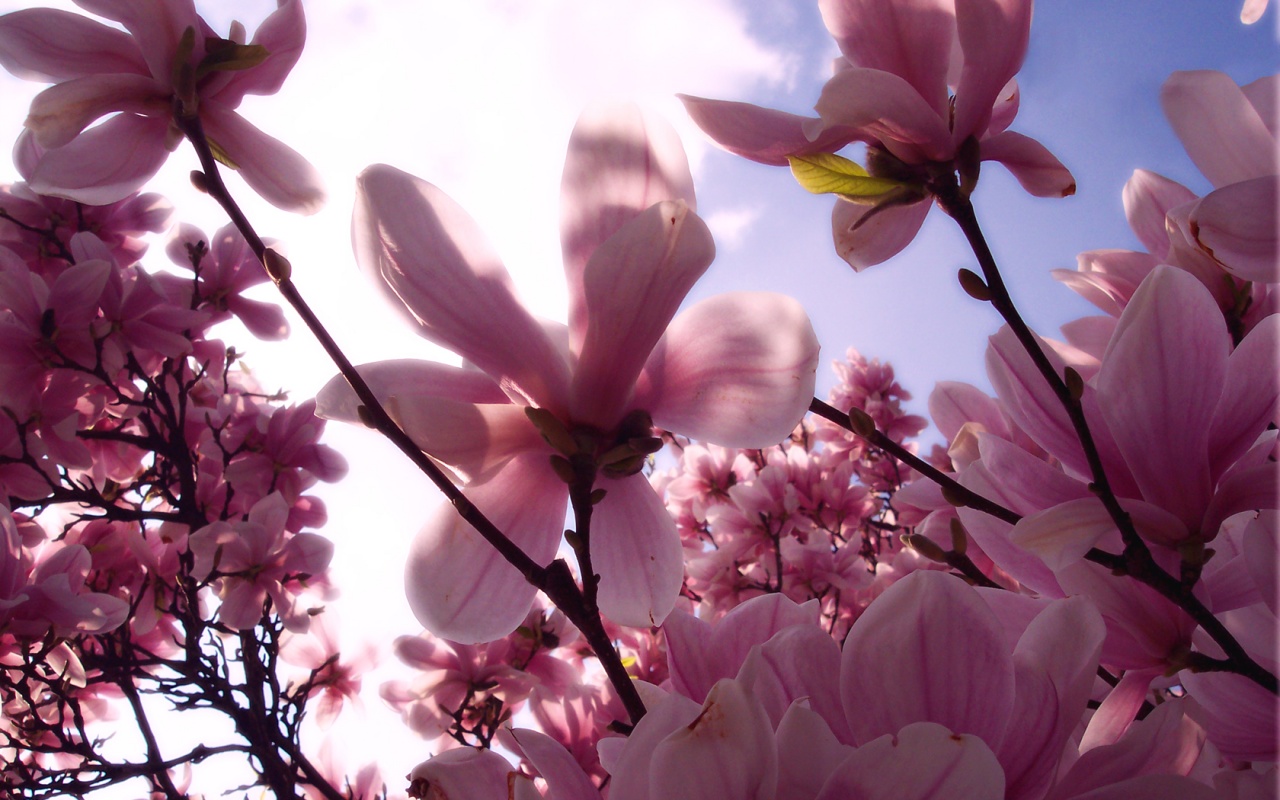 Magnolia Flower Wallpaper