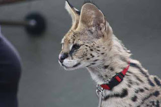 A Serval At San Diego Zoo Backstage Pass.