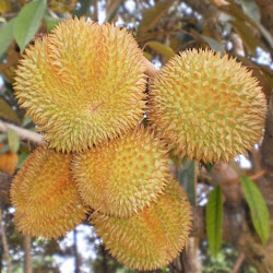 Pohon Bibit Durian Matahari Cepat Tumbuh