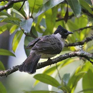 TIPS CARA MERAWAT BURUNG KUTILANG AGAR RAJIN BERKICAU (GACOR) DENGAN SUARA UNIK TIPS CARA MERAWAT BURUNG KUTILANG AGAR RAJIN BERKICAU (GACOR) DENGAN SUARA UNIK