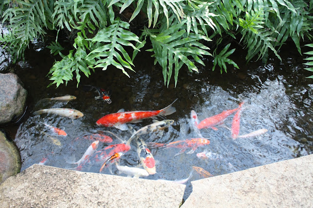 Lots of fun at the koi pond at Nicholas Conservatory and Gardens in Rockford, Illinois