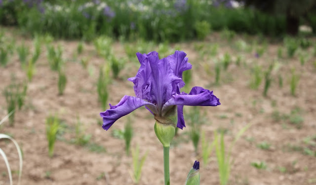 Iris Flowers Pictures