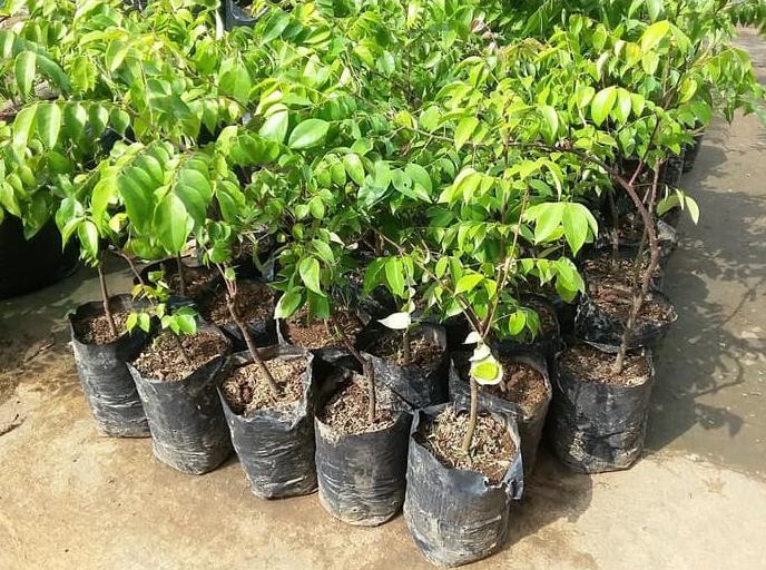 tanaman belimbing dewi bibit buah manis distributor Prabumulih Timur
