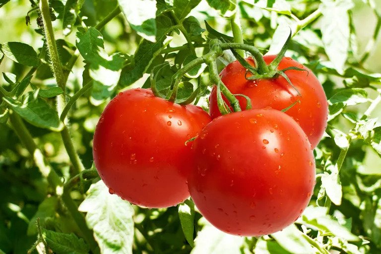 How to Grow Tomatoes