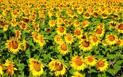 Beautiful Sunflowers Garden Wallpaper