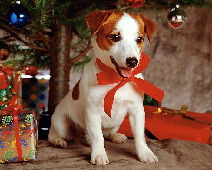 cute puppies wallpapers for desktop. Christmas Cute Puppy