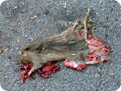 Fking disgusting dead rat