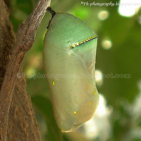 African Monarch Pupa