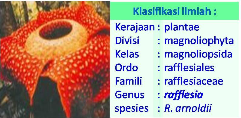 Fauna Di Indonesia. dilindungi di Indonesia