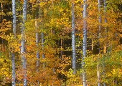 autumn-woods-early