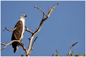 Pigargo vientre blanco Haliaeetus leucogaster