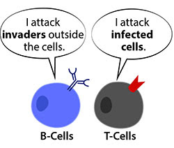 B-Cells cartoon