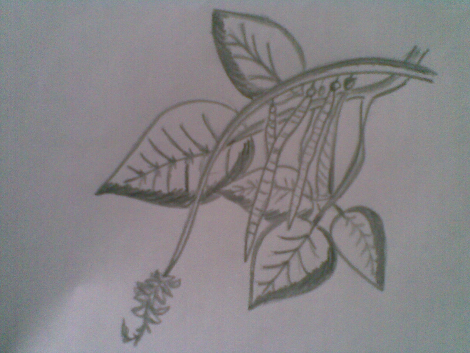 Karya Seni Rupa: MENGGAMBAR ILUSTRASI TUMBUHAN/FLORA DAN HEWAN/FAUNA