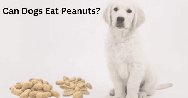 Can Dogs Eat Peanuts