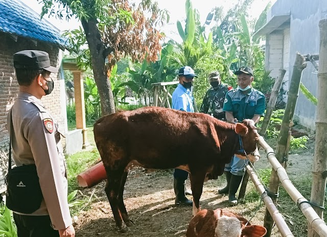 Cegah Penyebaran PMK, Babinsa Koramil Trucuk Bojonegoro Kawal Vaksinasi Hewan Ternak