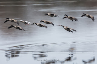 Wildlifefotografie Mitzieher ICM Olaf Kerber