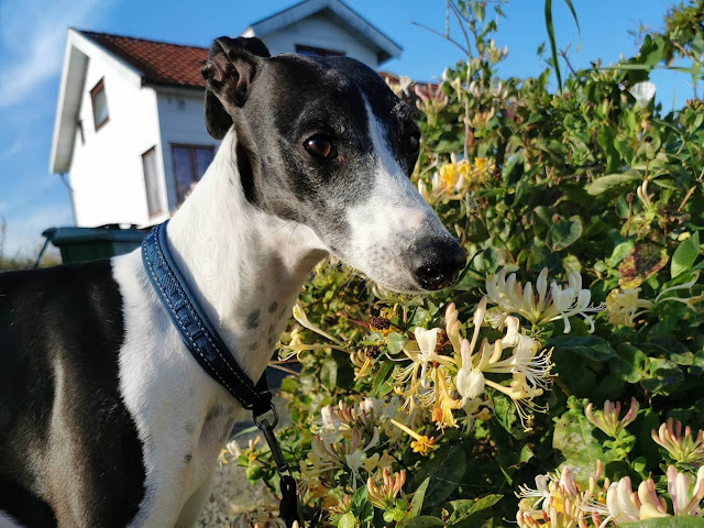 När man fotograferar blommor men en hund kommer emellan..