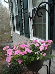 pink petunias hanging from a wrought iron hook